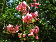 01 Lilium martagon (Giglio martagone)